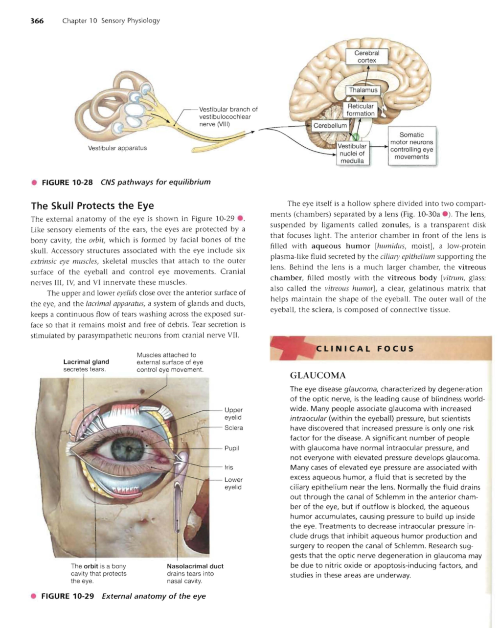 The Skull Protects the Eye the Eye Itself Is a Hollow Sphere Divided Into Two Compart­ Ments (Chambers) Separated by a Lens (Fig