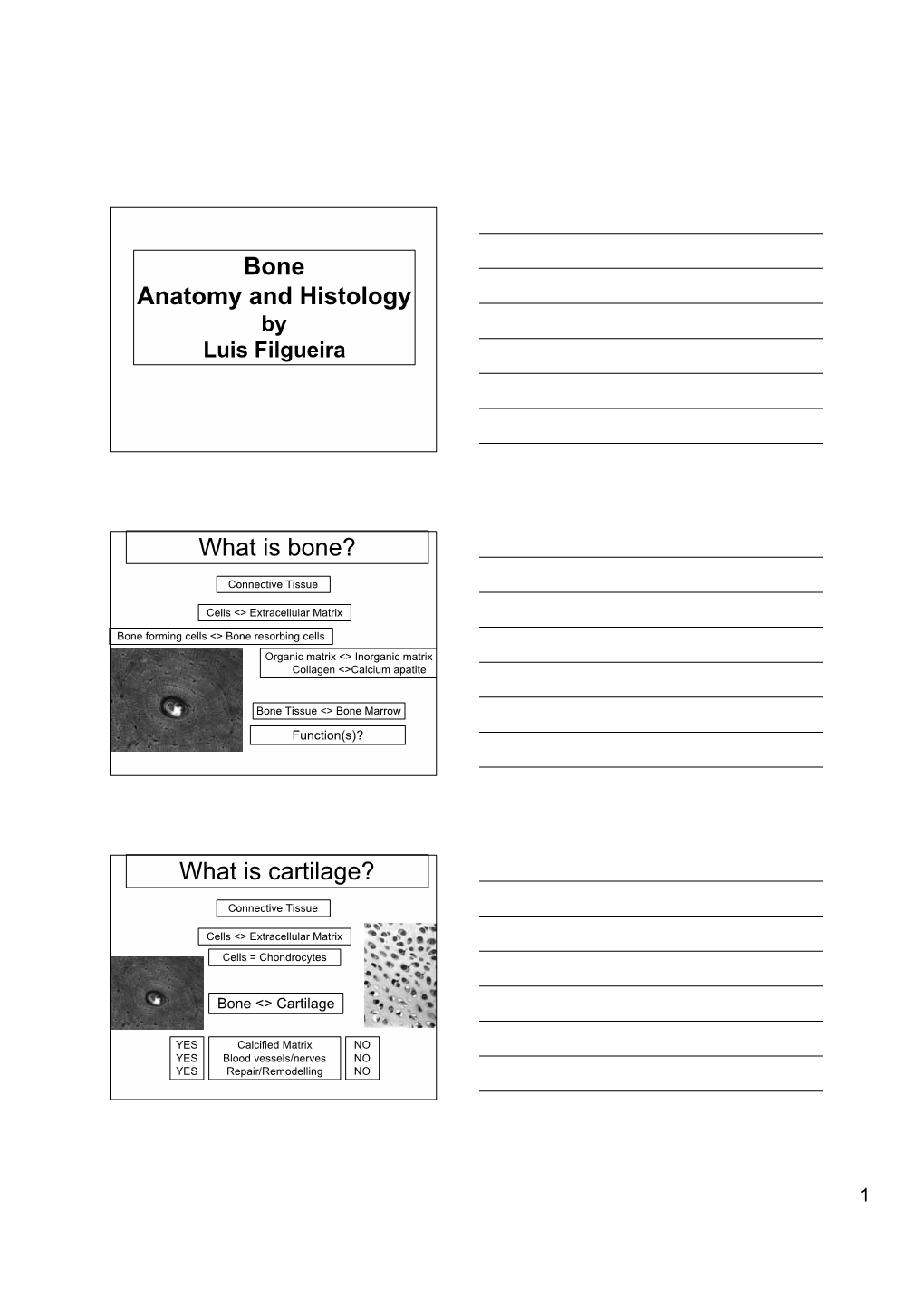 Bone Anatomy and Histology What Is Bone? What Is Cartilage?