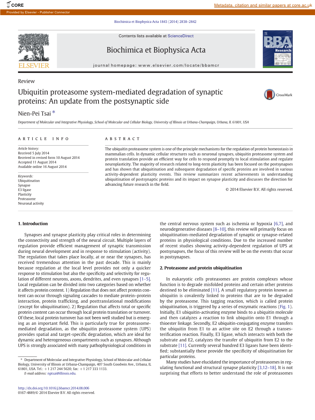 Ubiquitin Proteasome System-Mediated Degradation of Synaptic Proteins: an Update from the Postsynaptic Side