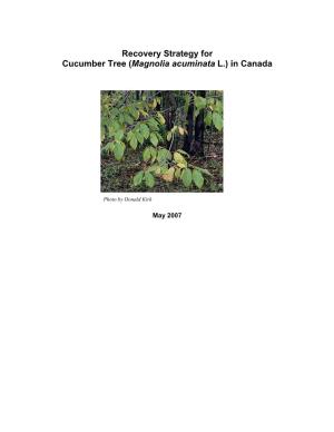 Cucumber Tree (Magnolia Acuminata L.) in Canada