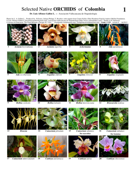 Selected Native ORCHIDS of Colombia 1 Dr