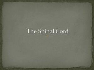 The Spinal Cord Is a Nerve Column That Passes Downward from Brain Into the Vertebral Canal