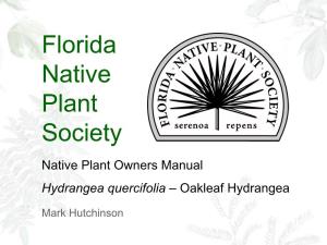Hydrangea Quercifolia – Oakleaf Hydrangea