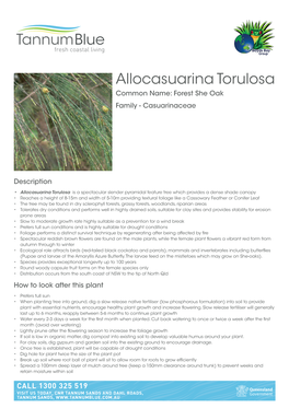 Allocasuarina Torulosa Common Name: Forest She Oak Family - Casuarinaceae