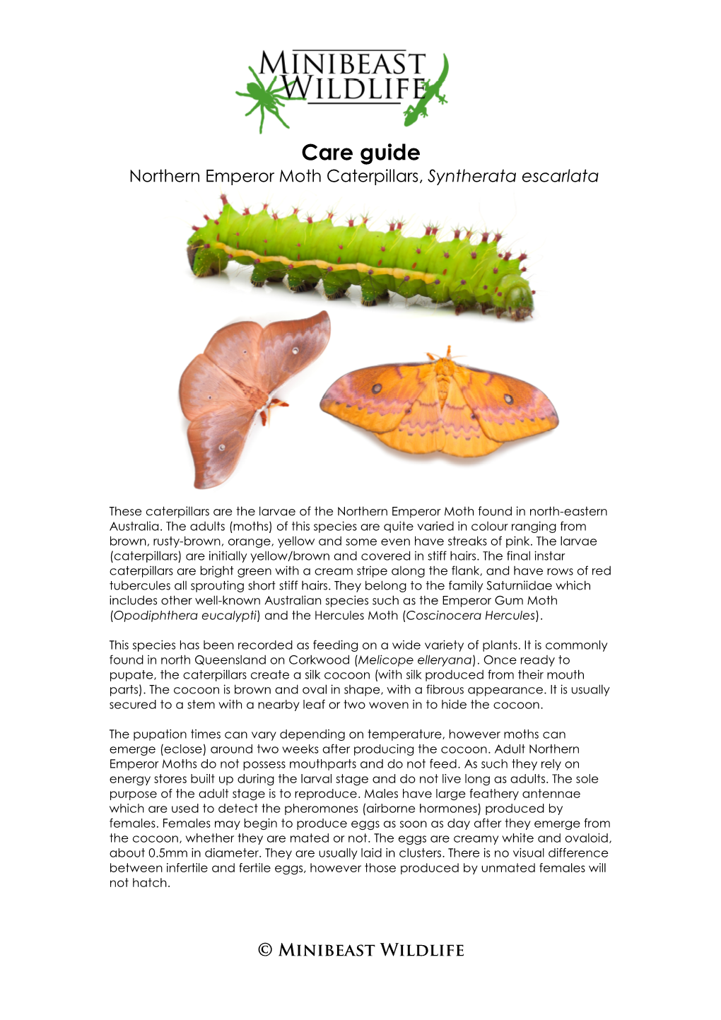 Care Guide Northern Emperor Moth Caterpillars, Syntherata Escarlata