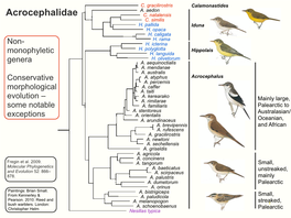 Unexpected Relationships Within the Family Acrocephalidae