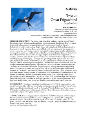 'Iwa Or Great Frigatebird