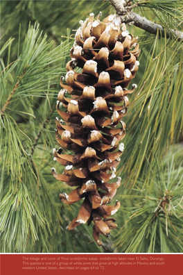 The Foliage and Cone of Pinus Strobiformis Subsp. Strobiformis Taken Near El Salto, Durango