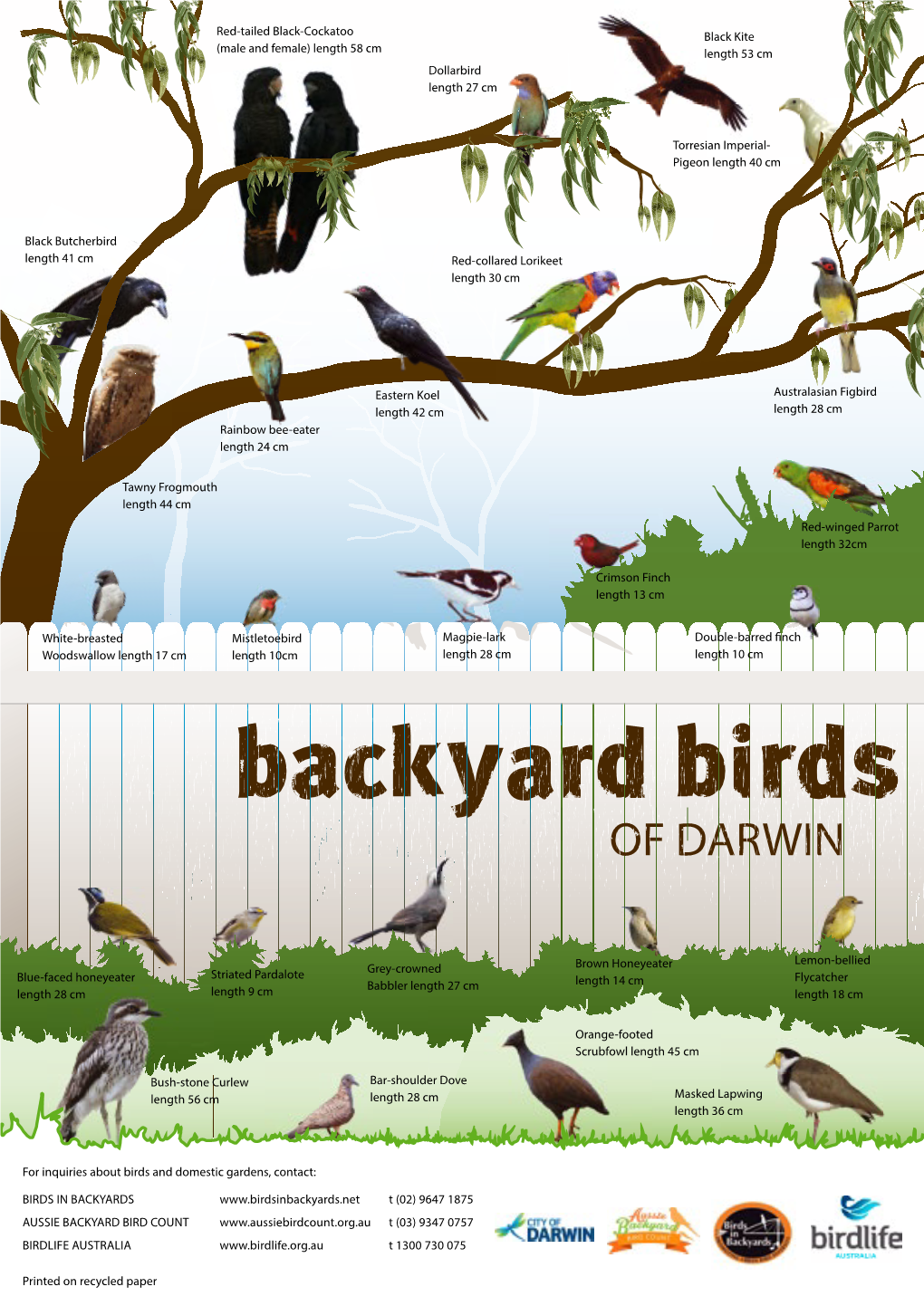 Backyard Birds of Darwin