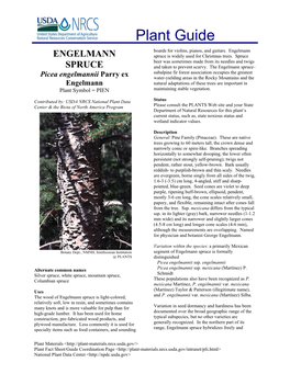 ENGELMANN Spruce Is Widely Used for Christmas Trees