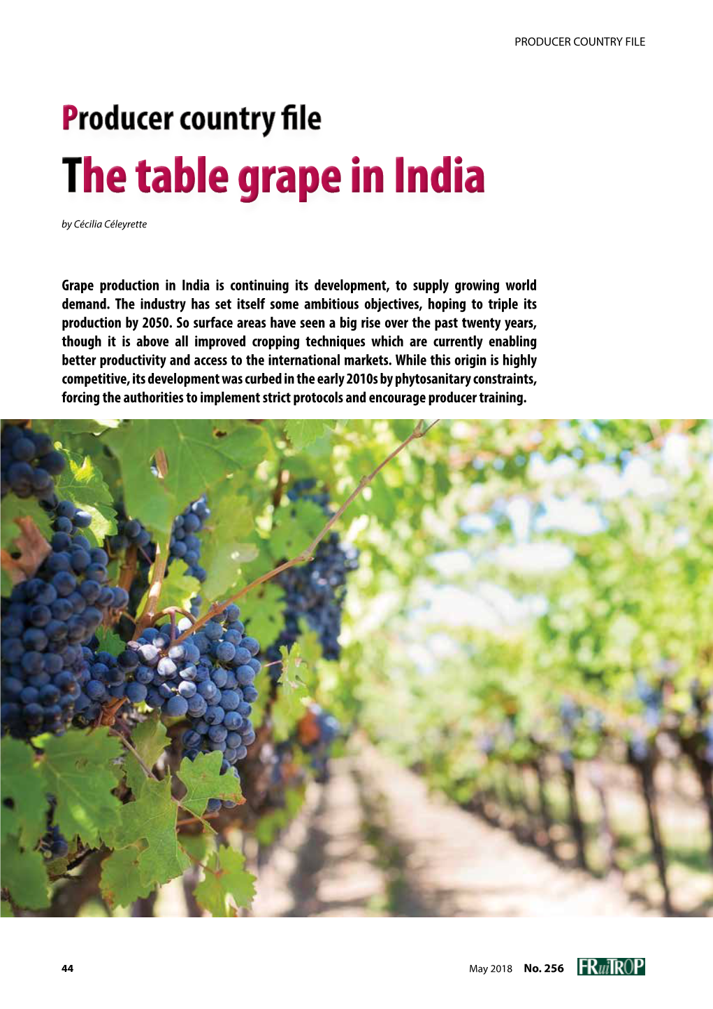 Table Grape in India by Cécilia Céleyrette