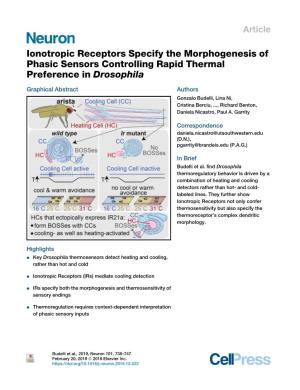 Ionotropic Receptors Specify the Morphogenesis of Phasic Sensors Controlling Rapid Thermal Preference in Drosophila