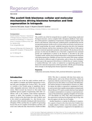 The Axolotl Limb Blastema: Cellular and Molecular Mechanisms Driving Blastema Formation and Limb Regeneration in Tetrapods Catherine Mccusker, Susan V
