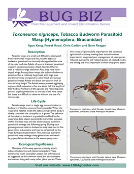 Toxoneuron Nigriceps, Tobacco Budworm Parasitoid Wasp (Hymenoptera: Braconidae) Ilgoo Kang, Forest Huval, Chris Carlton and Gene Reagan