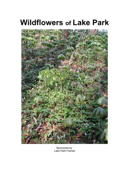 Wildflowers of Lake Park