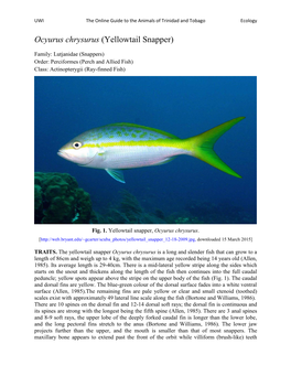 Ocyurus Chrysurus (Yellowtail Snapper)