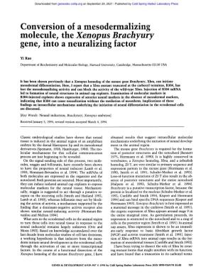 Molecule, the Xenopus Brachyury Gene, Into a Neuralizing Factor