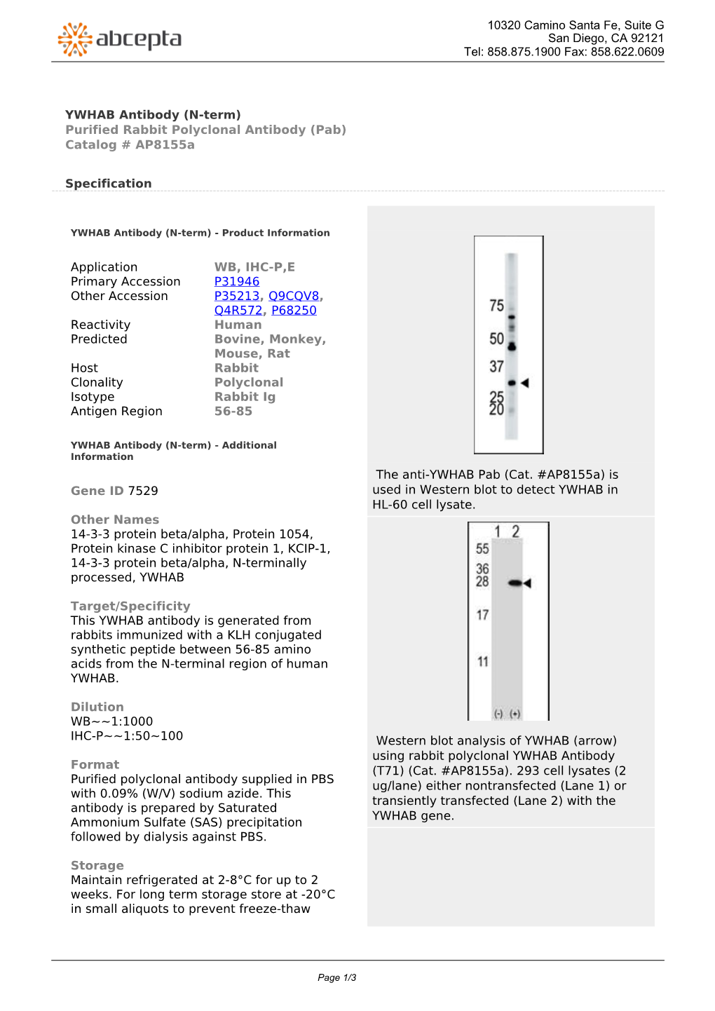 YWHAB Antibody (N-Term) Purified Rabbit Polyclonal Antibody (Pab) Catalog # Ap8155a