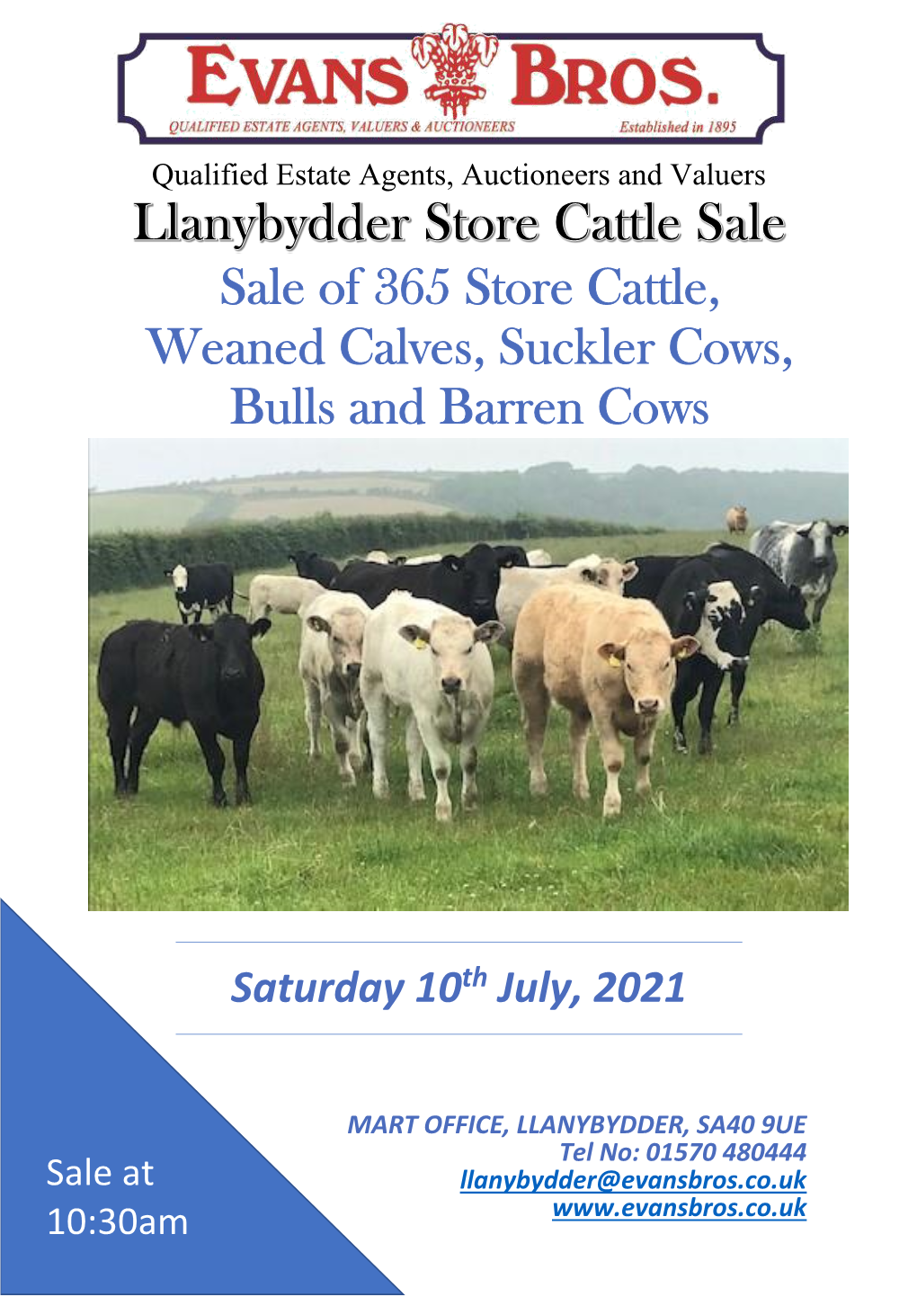 Sale of 365 Store Cattle, Weaned Calves, Suckler Cows, Bulls and Barren Cows