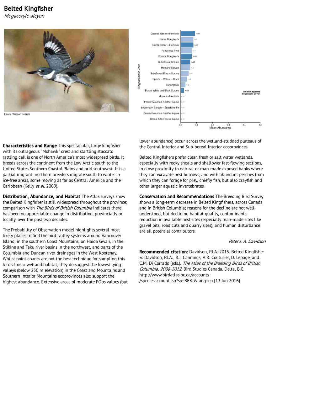 Belted Kingfisher