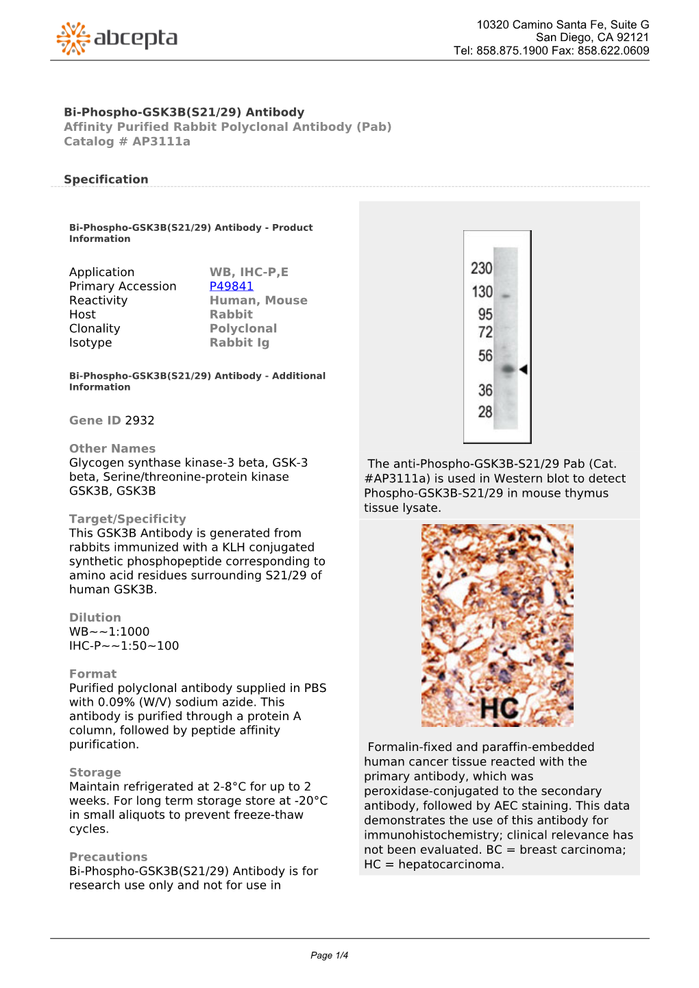 Bi-Phospho-GSK3B(S21/29) Antibody Affinity Purified Rabbit Polyclonal Antibody (Pab) Catalog # Ap3111a