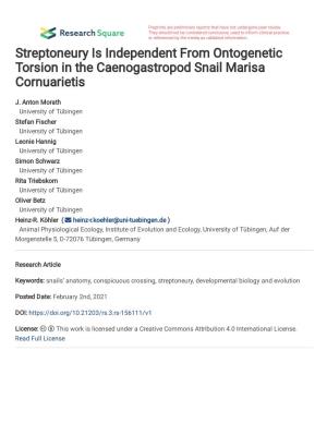 Streptoneury Is Independent from Ontogenetic Torsion in the Caenogastropod Snail Marisa Cornuarietis