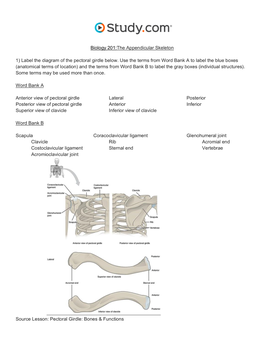 The Appendicular Skeleton Visual Worksheet