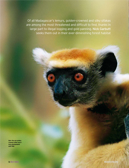 Of All Madagascar's Lemurs, Golden-Crowned and Silky Sifakas