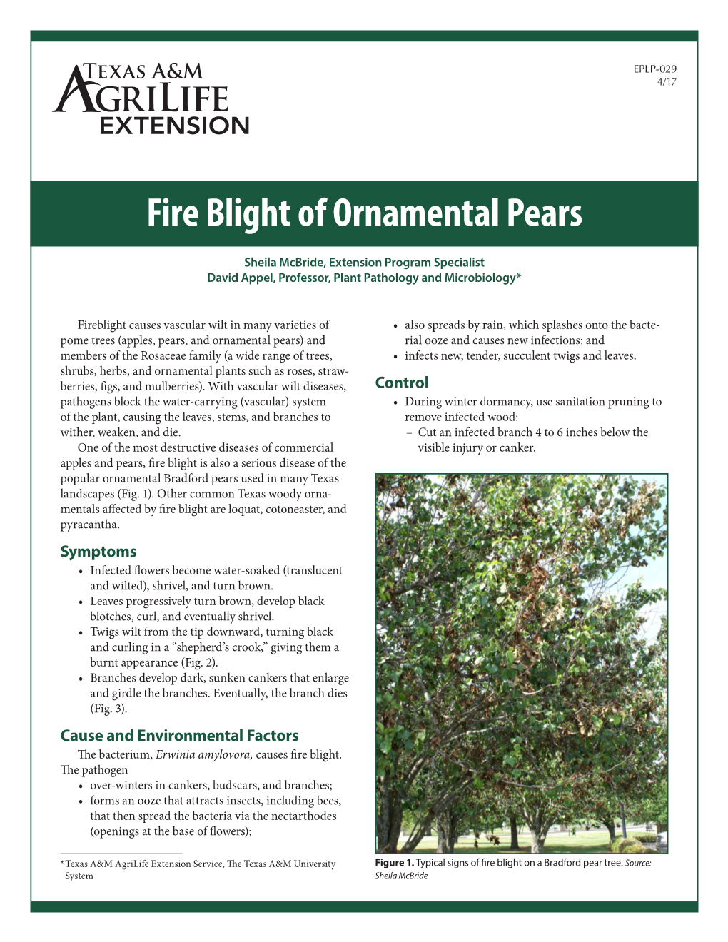 Fire Blight of Ornamental Pears