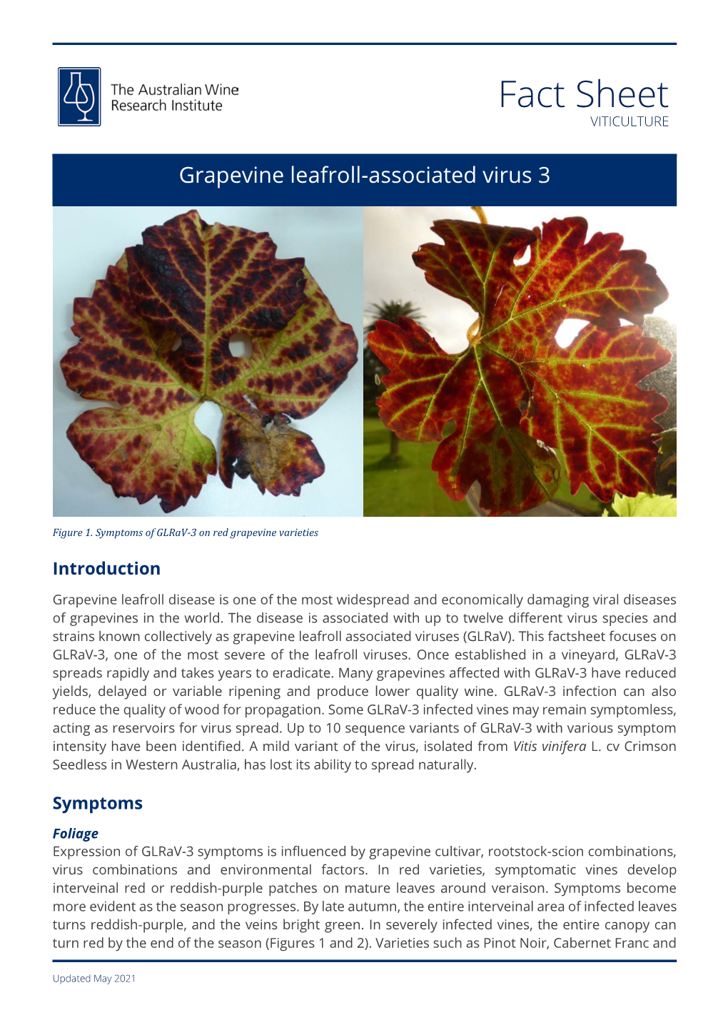 Grapevine Leafroll-Associated Virus 3 Fact Sheet