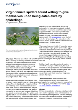 Virgin Female Spiders Found Willing to Give Themselves up to Being Eaten Alive by Spiderlings 19 September 2017, by Bob Yirka