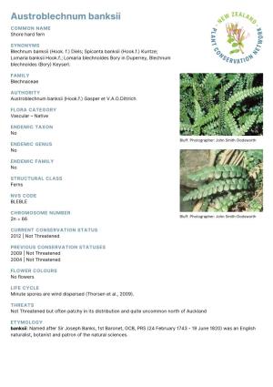 Austroblechnum Banksii