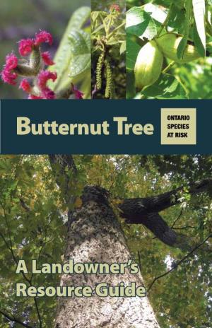 Butternut Tree ONTARIO