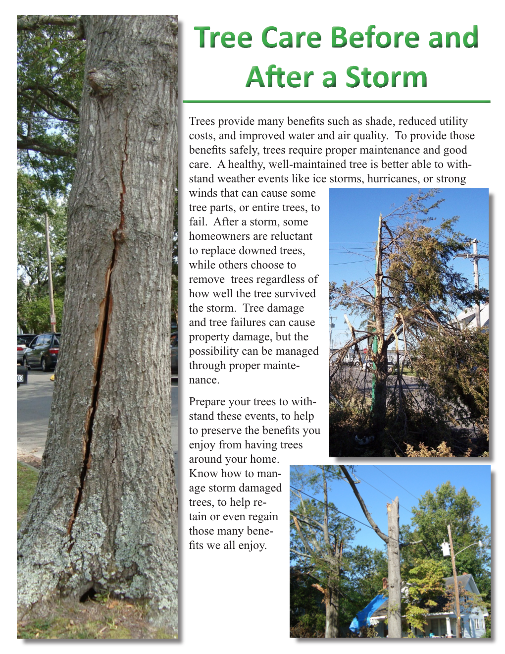 Tree Care Before and After a Storm