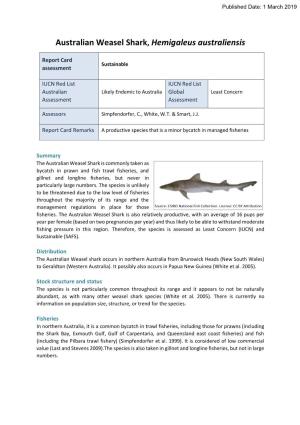Australian Weasel Shark, Hemigaleus Australiensis