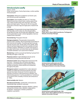Introduced Pine Sawfly Diprion Similis Order Hymenoptera, Family Diprionidae; Conifer Sawflies Introduced Pest