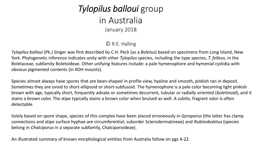 Tylopilus Balloui Group in Australia January 2018