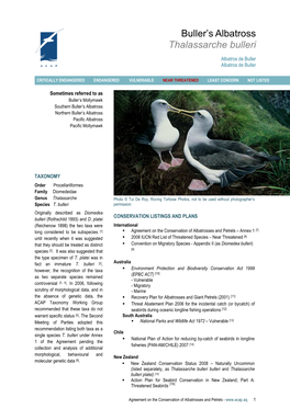 Buller's Albatross Thalassarche Bulleri
