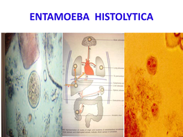 Entamoeba Histolytica Amoebae