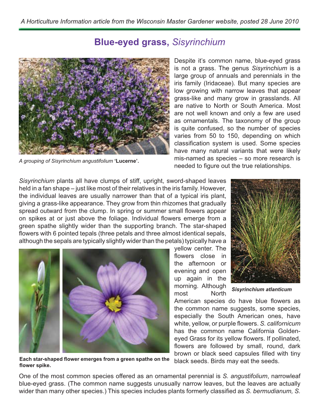 Blue-Eyed Grass, Sisyrinchium