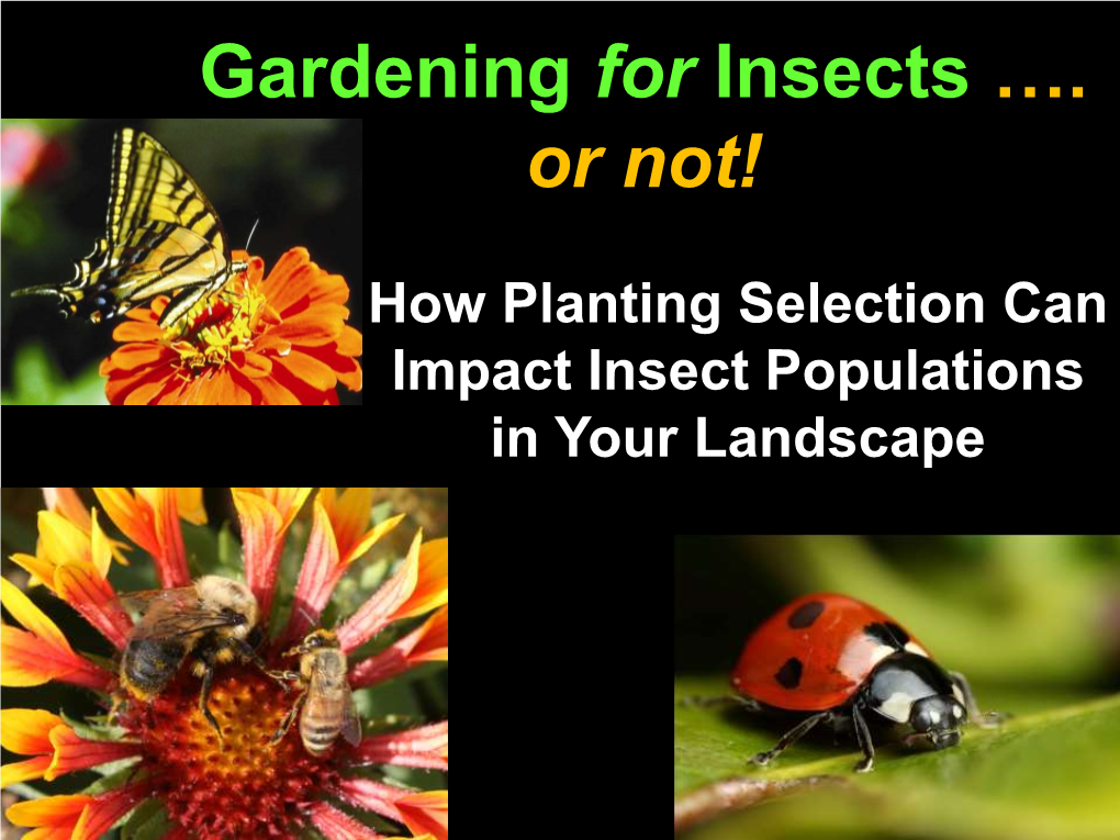 Gardening for Insects …. Or Not!