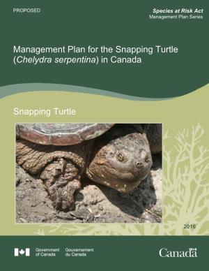 Snapping Turtle (Chelydra Serpentina) in Canada