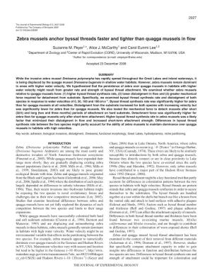 Zebra Mussels Anchor Byssal Threads Faster and Tighter Than Quagga Mussels in Flow