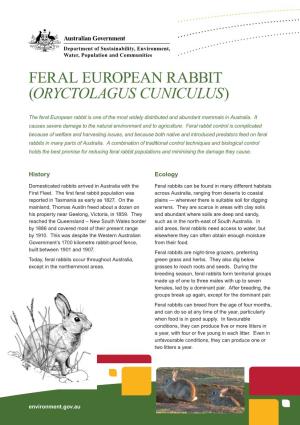 Feral European Rabbit (Oryctolagus Cuniculus)