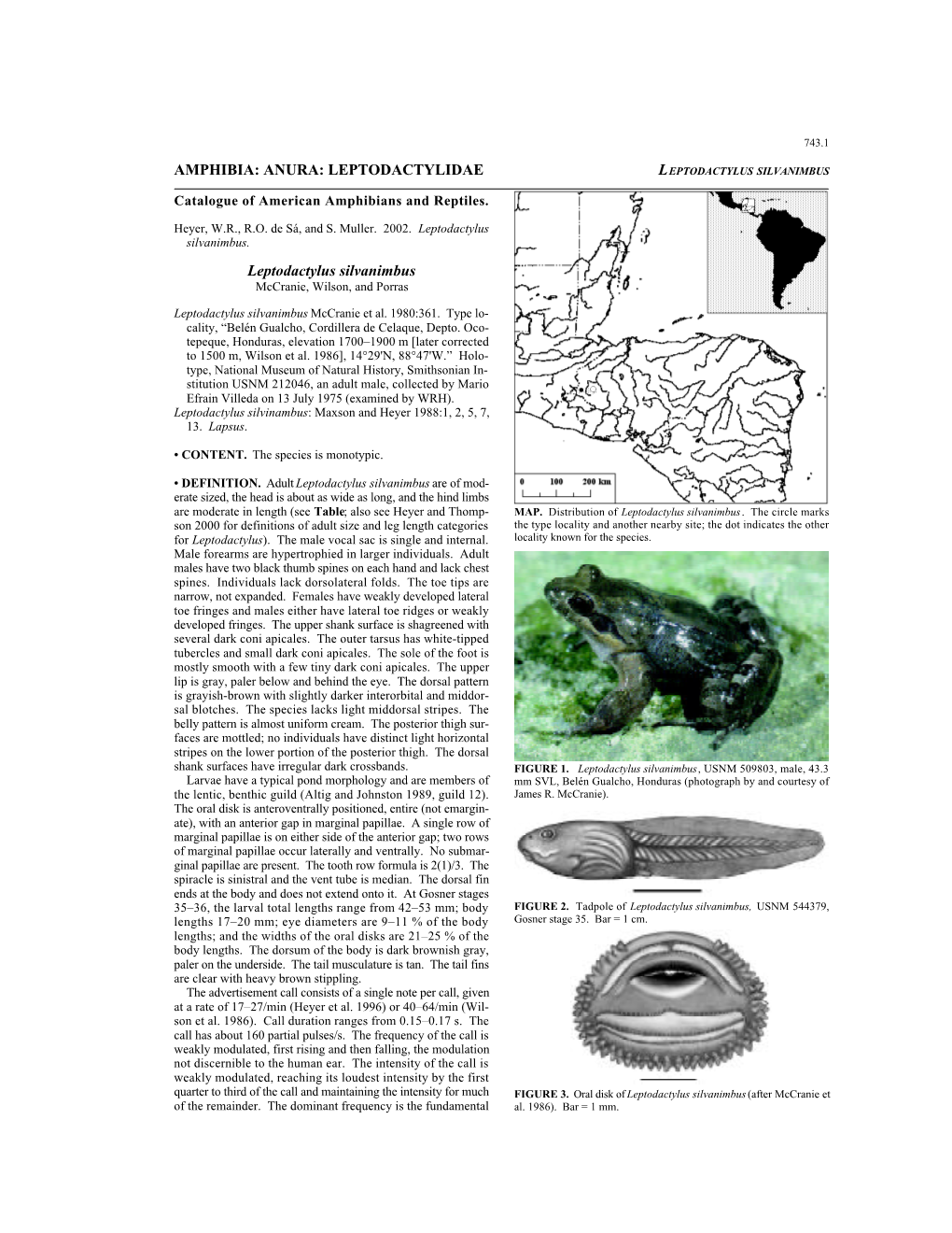 Leptodactylidae Leptodactylus Silvanimbus
