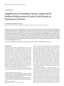 Amplification of Transducer Gain by Angiotensin II- Mediated Enhancement of Cortical Actin Density in Osmosensory Neurons