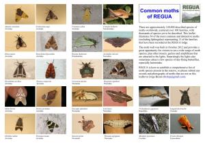 Moth Leaflet