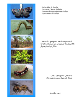Larvas De Lepidoptera Em Duas Espécies De Erythroxylum Em Um Cerrado De Brasília, DF: Fogo E Fenologia Foliar