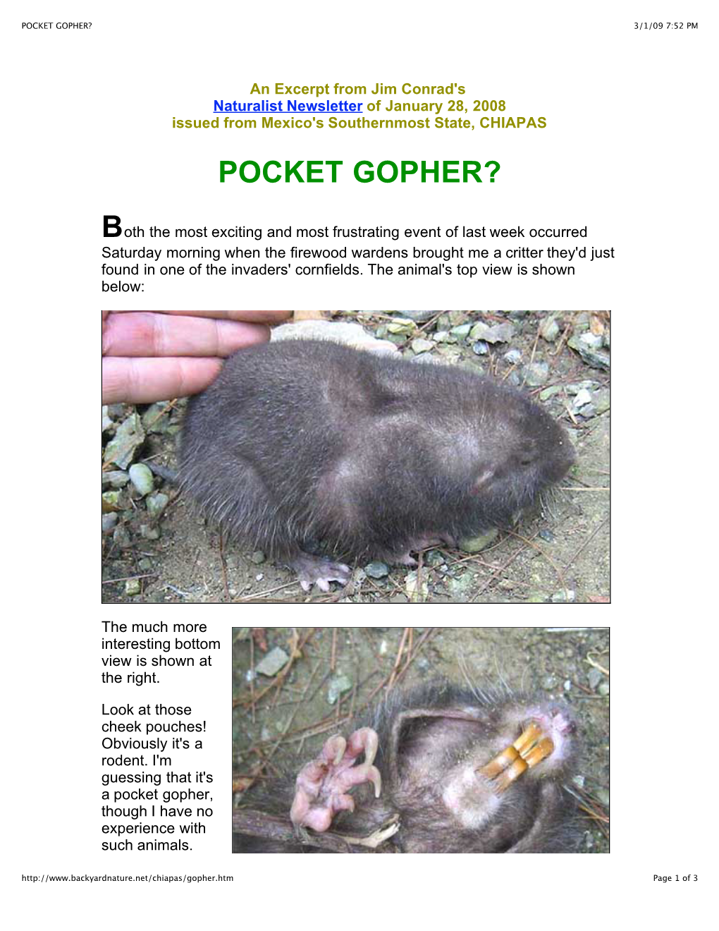 Pocket Gopher? 3/1/09 7:52 Pm