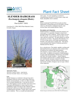 Plant Fact Sheet for Slender Hairgrass (Deschampsia Elongata)